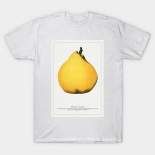 Meech's Prolific Pear  Lithograph (1900) T-Shirt